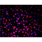 TUNEL LiFluor™ 647 Apoptosis Detection Kit (50 rxns)